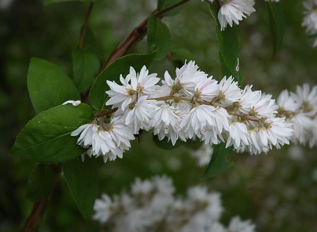 Дейция шершавая (Deutzia scabra)
