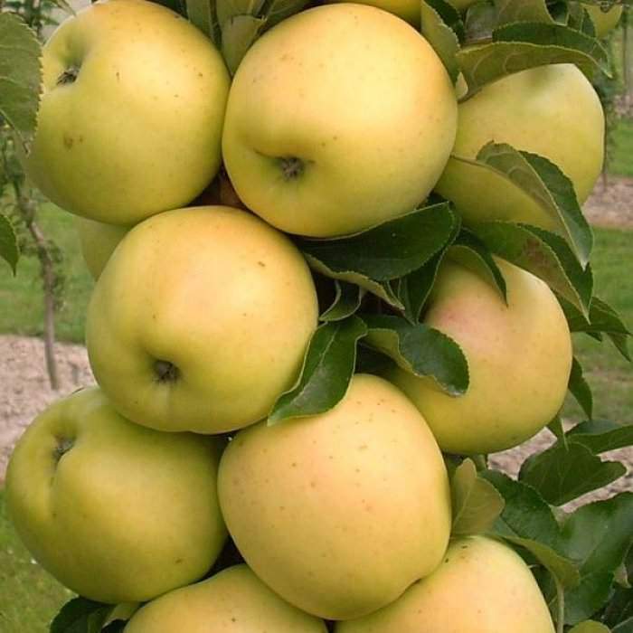 Колоновидная яблоня - Медок