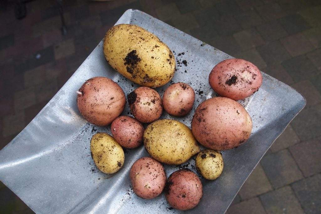 Картофель