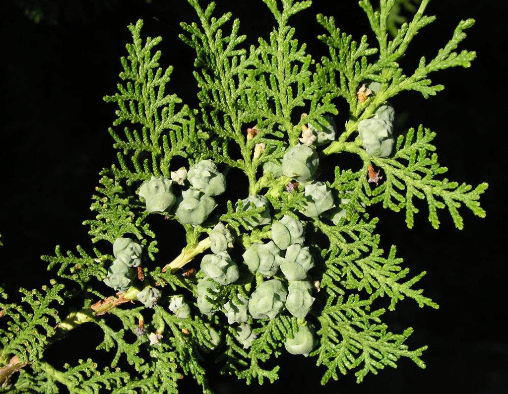 Туя восточная (Thuja orientalis)