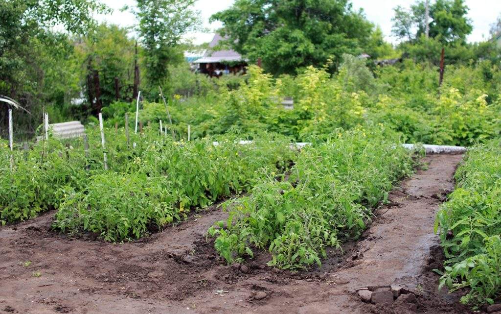 Огород. Грядки