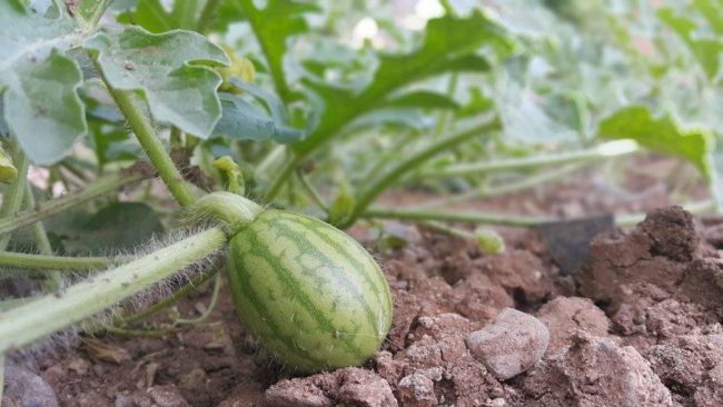 Маленький арбуз