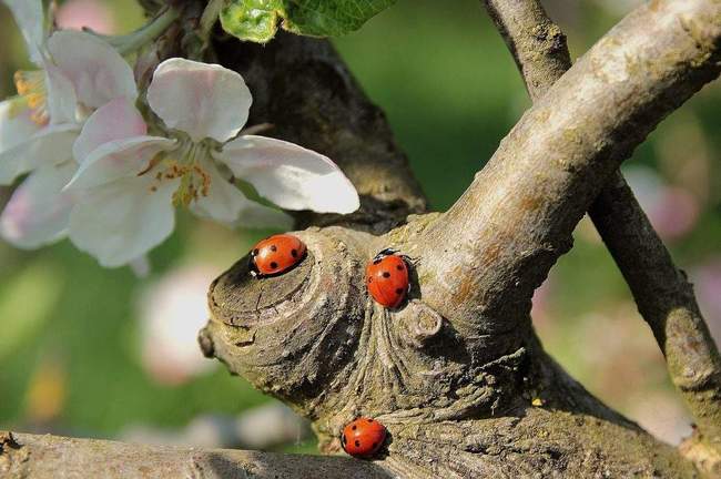 семиточечная божья коровка