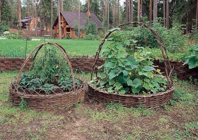 Овощная плетеная грядка