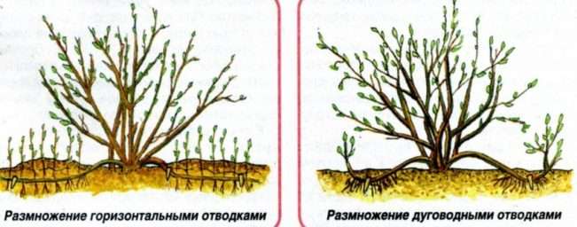 Размножение облепихи отводками