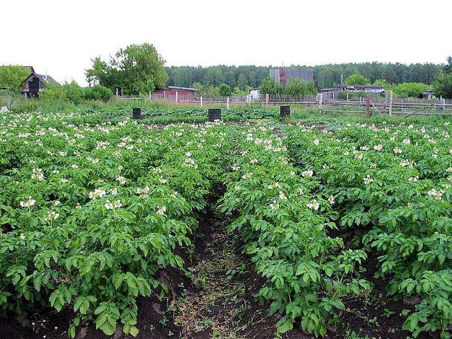 Традиционный способ выращивания картофеля