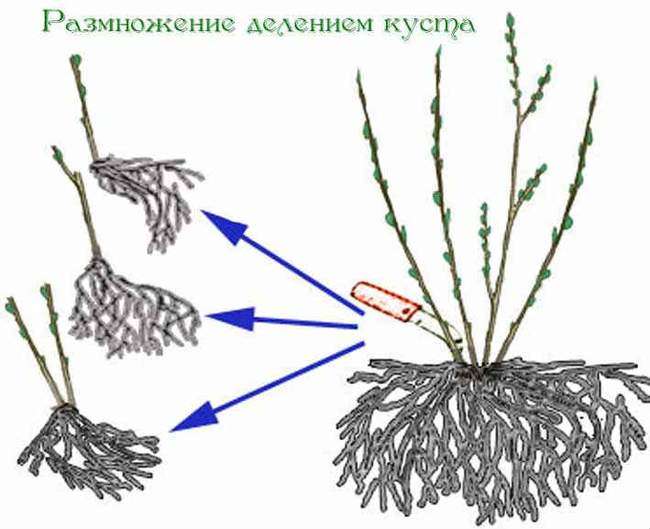 Деление куста смородины