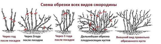 Правила обрезки кустов смородины разных возрастов
