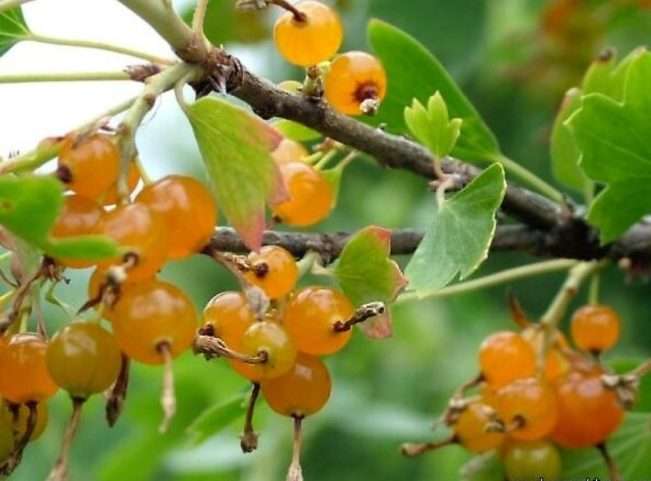 Ягоды сорта смородины - Лейсан