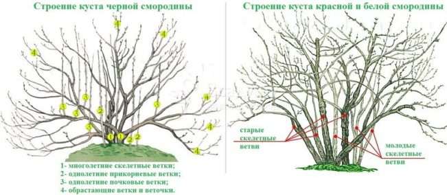 Где какие ветки у смородины