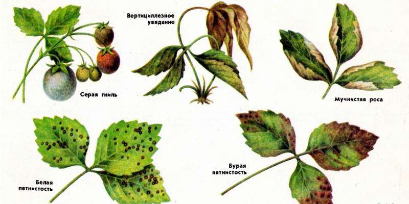 Болезни Садовой клубники и их признаки