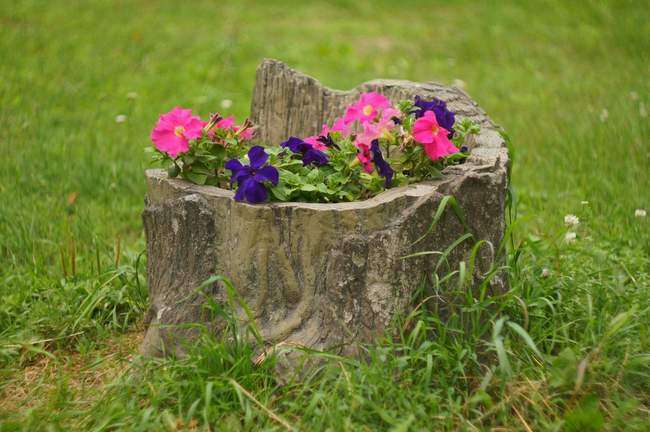 Цветник в пне