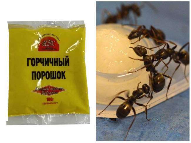 Горчица от муравьев на участке
