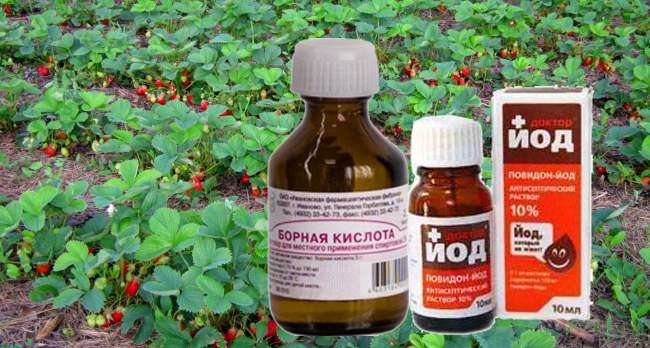 Подкормка клубники борной кислотой
