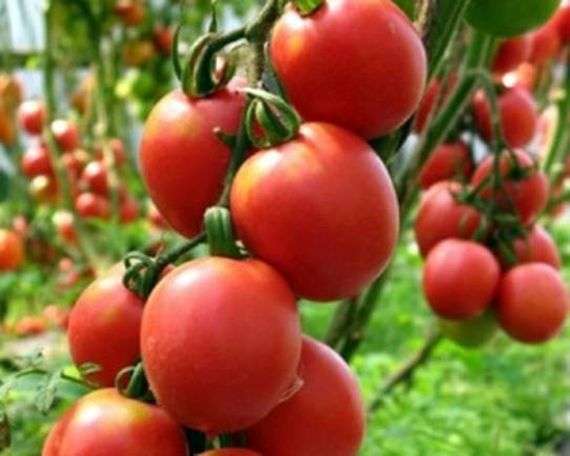 Сорт томата Де Борао Розовый