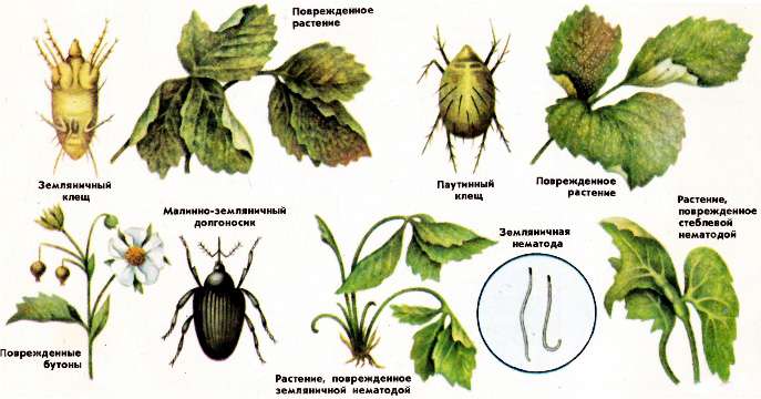Вредители Садовой земляники и признаки их появления
