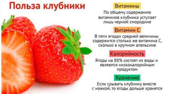 Польза и вред садовой клубники