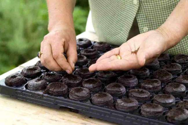 посев семян томатов