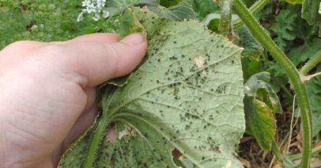 Тля на листьях огурцов