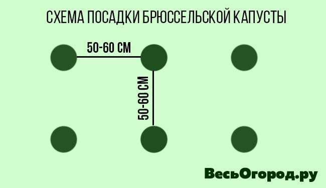 Схема посадки брюссельской капусты