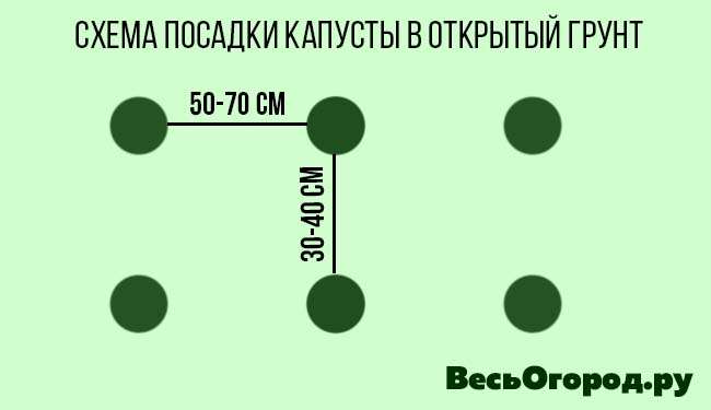 Схема посадки капусты в открытый грунт