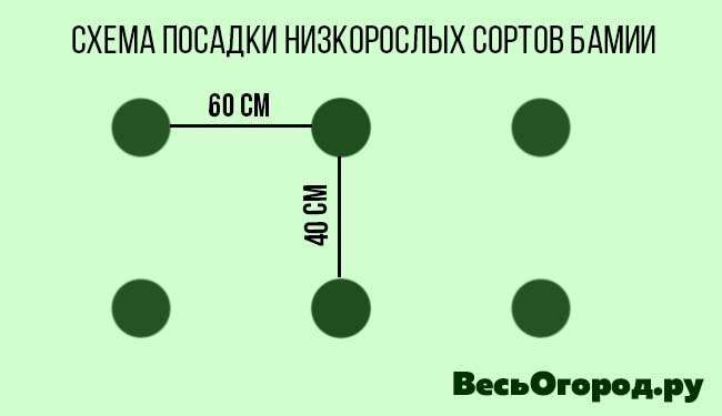 Схема посадки низкорослых сортов Бамии