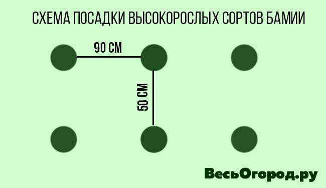 Схема посадки высокорослых сортов Бамии