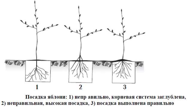 Как посадить саженец яблони
