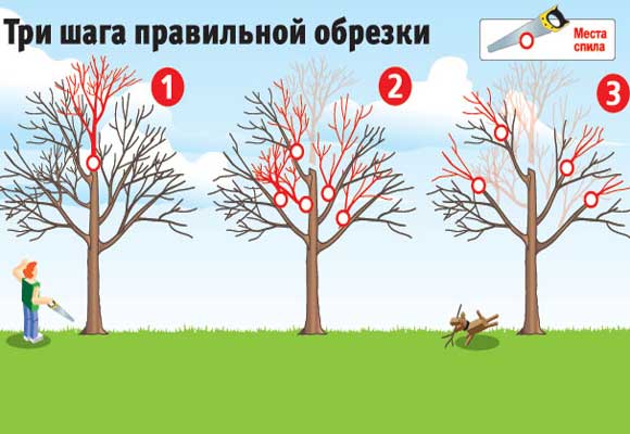 Обрезка яблони