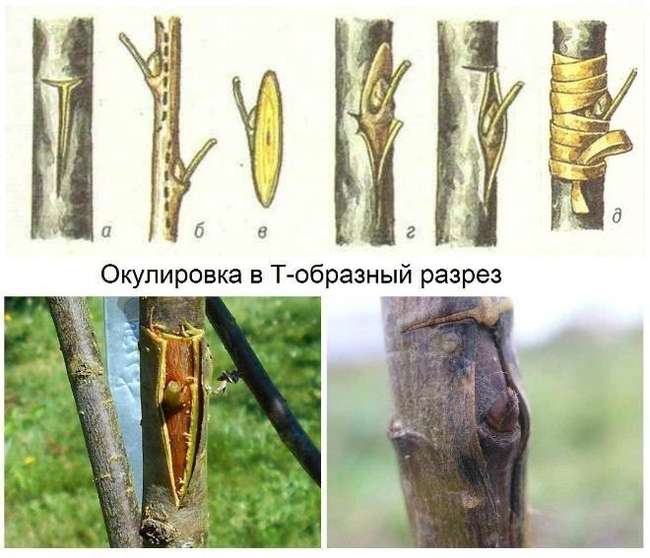Окулировка яблони