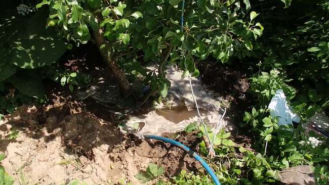 Полив груши Чижевского