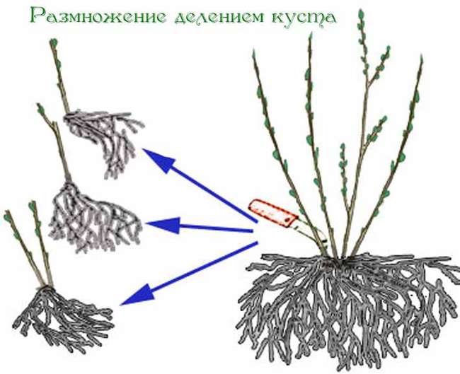 Размножение крыжовника делением куста