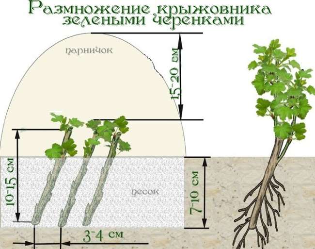 Размножение крыжовника зелеными черенками