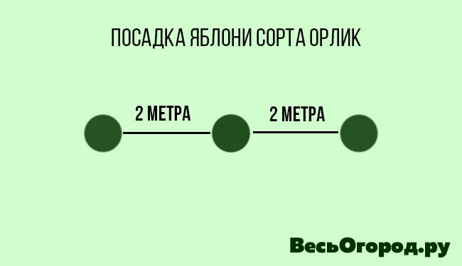 Схема посадки яблони Орлик