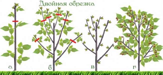 Двойная обрезка малины