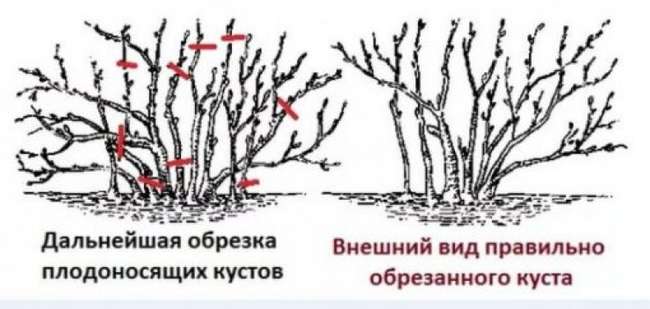 Как формировать крыжовник летом