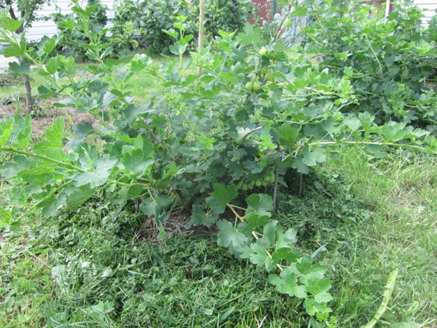 Куст крыжовника Грушенька