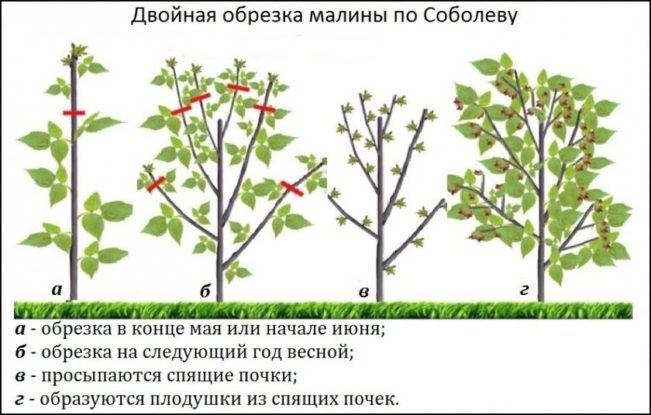 Обрезка ремонтантной малины методом Соболева