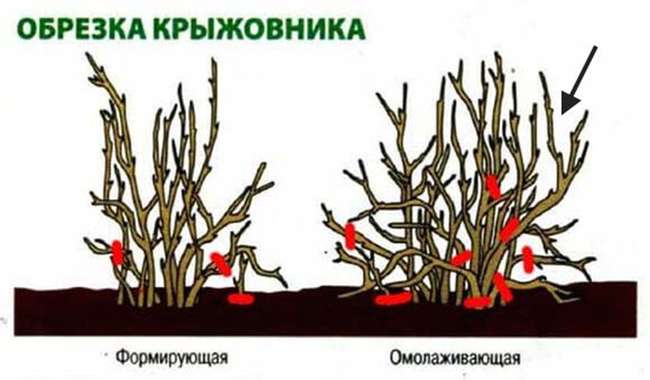 Схема обрезки крыжовника