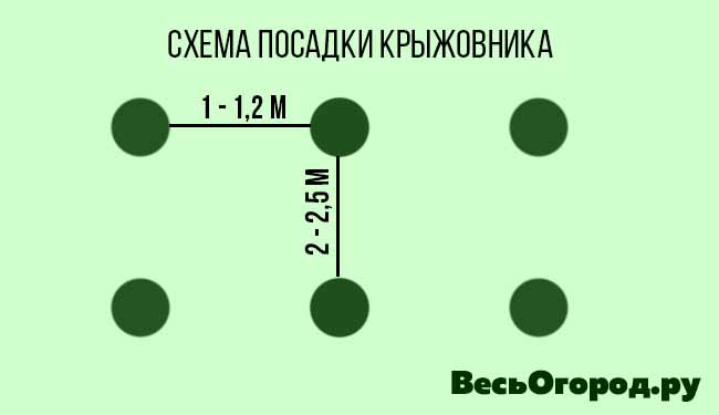 Схема посадки крыжовника