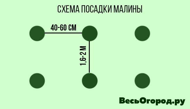 Схема посадки малины