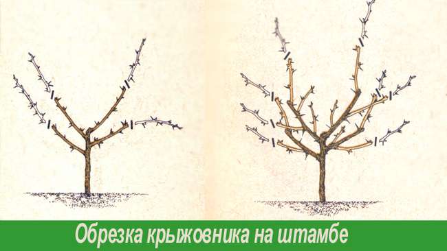 Штамбовая обрезка крыжовника