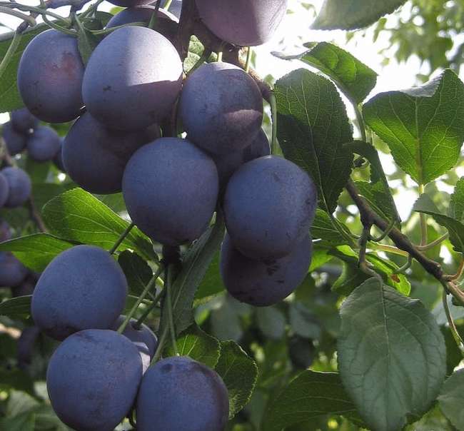Слива Заречная ранняя