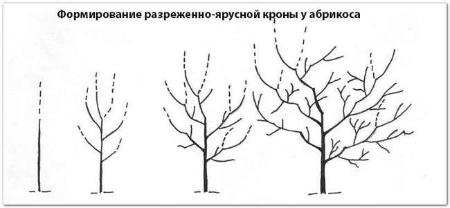 Формирование абрикоса