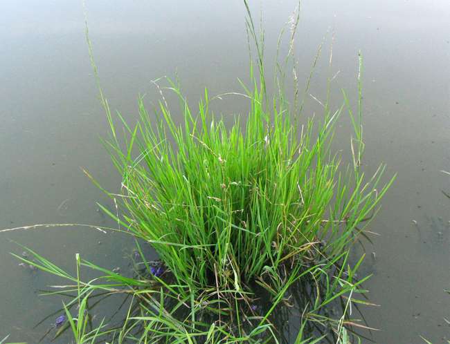 Glyceria fluitans Манник плавающий