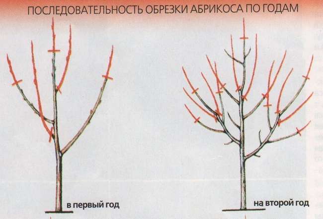 Когда обрезать абрикос