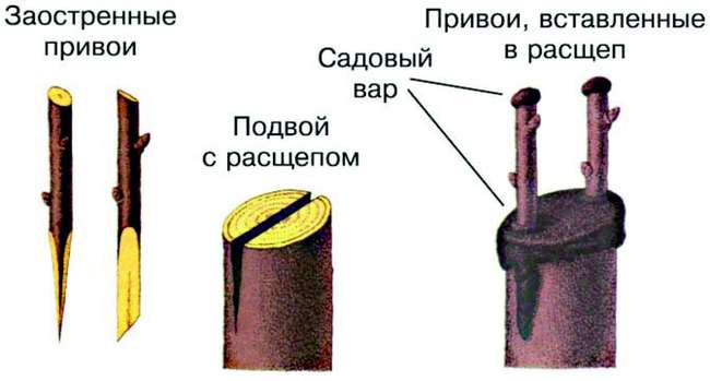 Как привить абрикос на абрикоса в расщеп