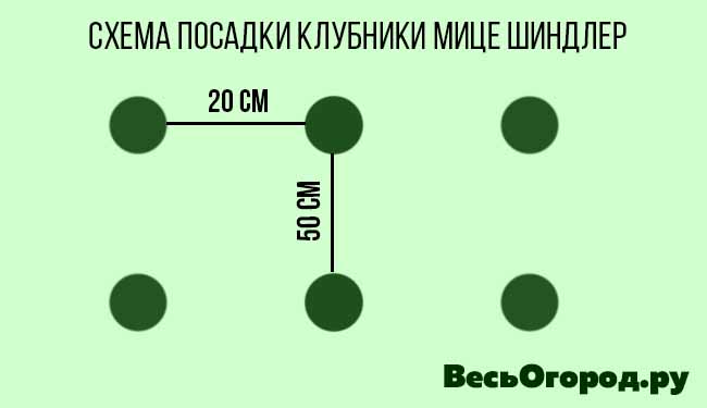 Схема посадки клубники Мице Шиндлер
