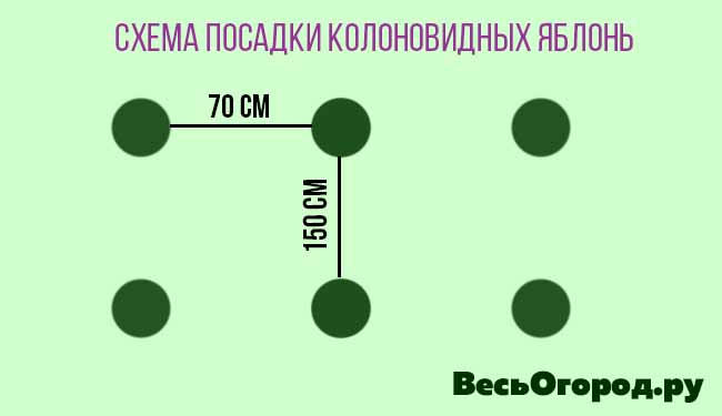 Схема посадки колоновидных яблонь