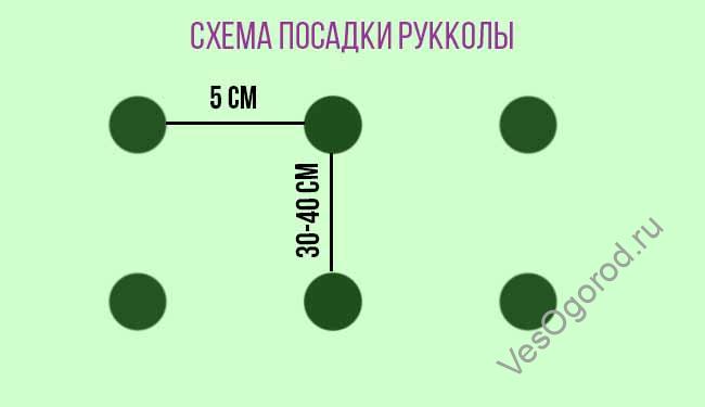 Схема посадки Рукколы